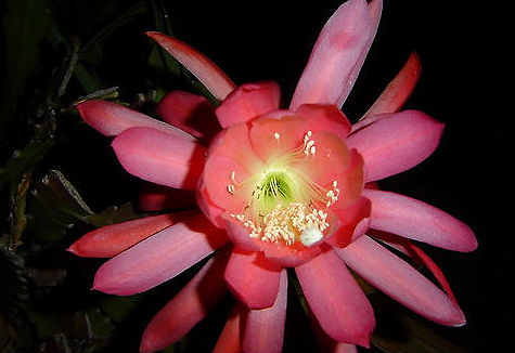 Epiphyllum Crenatum \'Star of Samoma\' 5 Seeds